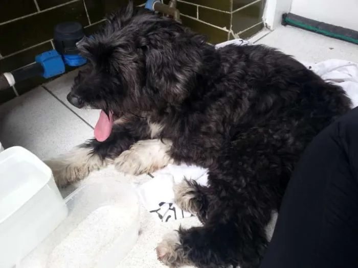 Cachorro ra a SRD (mestiço de de poodle) idade 6 ou mais anos nome Vovô Felipe