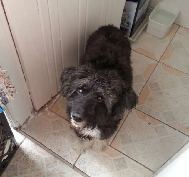 Cachorro ra a SRD (mestiço de de poodle) idade 6 ou mais anos nome Vovô Felipe