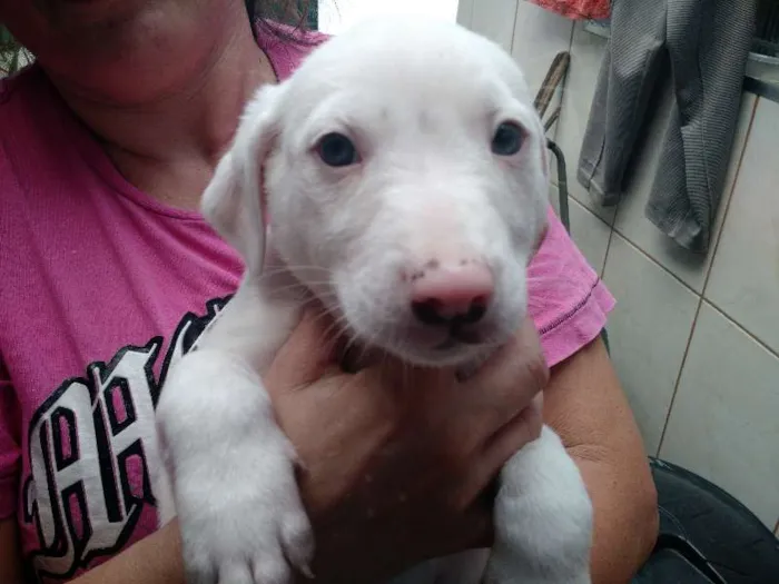 Cachorro ra a vira-lata idade 2 a 6 meses nome Zeus,