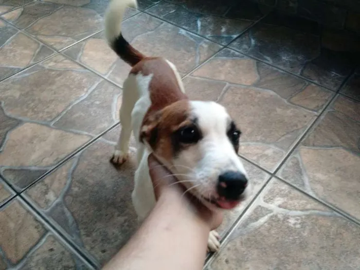 Cachorro ra a vira-lata idade 2 a 6 meses nome Billy
