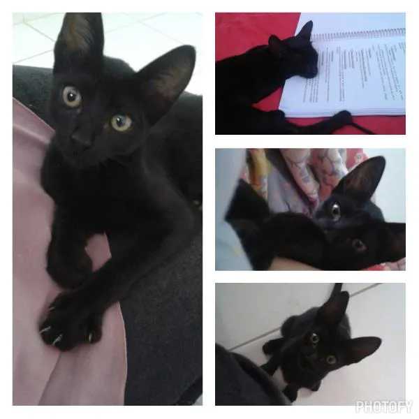 Gato raça SRD idade 2 a 6 meses nome Panteta