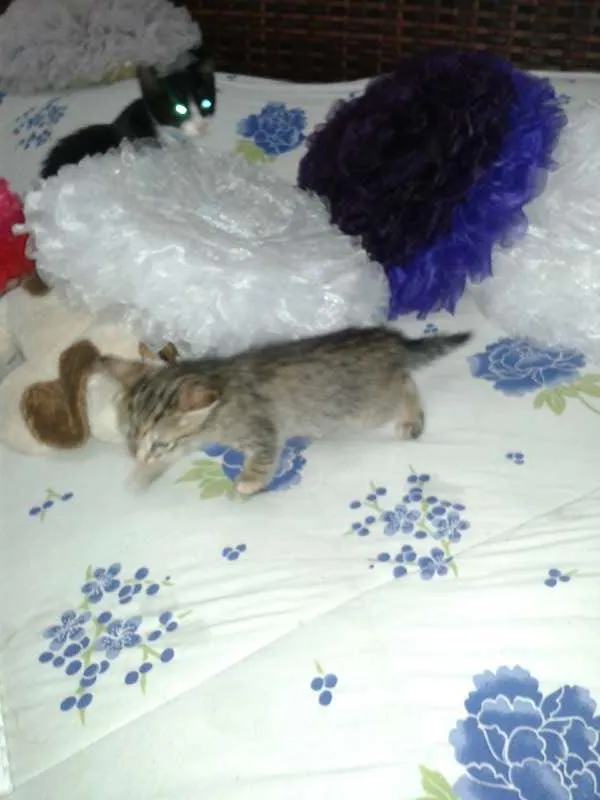Gato ra a vira lata idade Abaixo de 2 meses nome meg