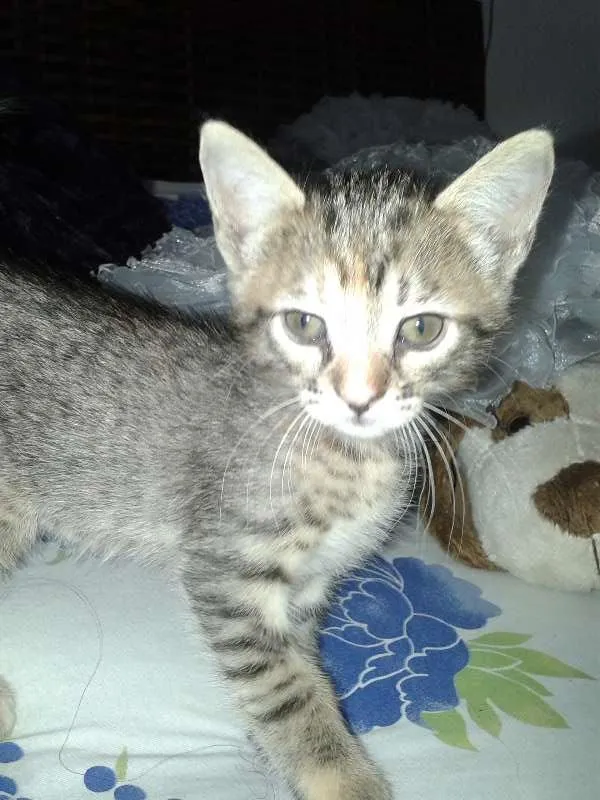 Gato ra a vira lata idade Abaixo de 2 meses nome meg