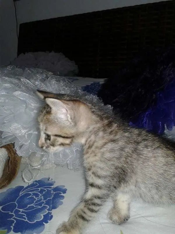 Gato ra a vira lata idade Abaixo de 2 meses nome meg