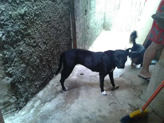Cachorro ra a Vira-lata idade 1 ano nome Athena
