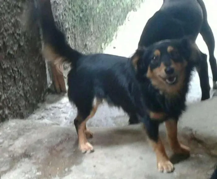 Cachorro ra a Vira-lata idade 1 ano nome Jão