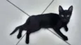 Kitty
