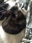 Kitty