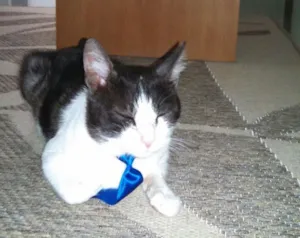 Gato raça  idade 7 a 11 meses nome Manhoso