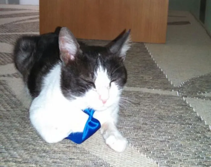 Gato ra a  idade 7 a 11 meses nome Manhoso