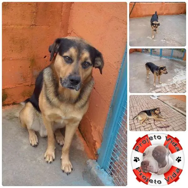 Cachorro ra a MIX ROT / PASTOR idade 3 anos nome REX