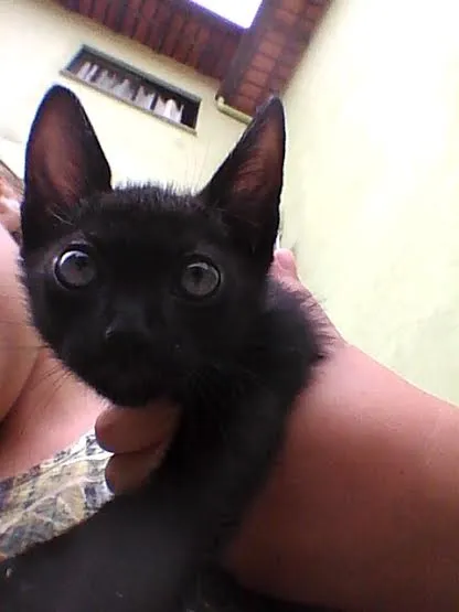 Gato raça SRD idade Abaixo de 2 meses nome s/n