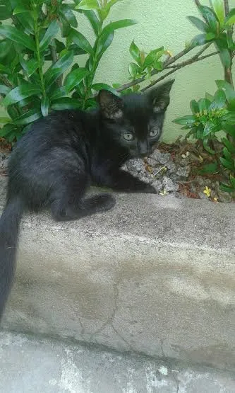Gato raça SRD idade Abaixo de 2 meses nome s/n