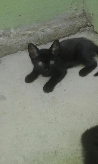 Gato raça SRD idade Abaixo de 2 meses nome s/n