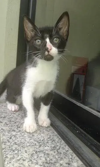 Gato raça SRD idade Abaixo de 2 meses nome s/n