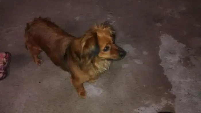 Cachorro ra a indefinida idade 2 anos nome kiara
