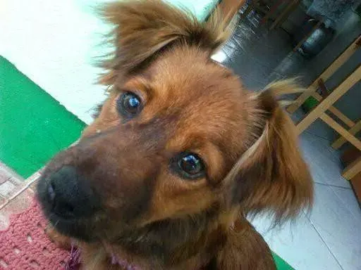 Cachorro ra a indefinida idade 2 anos nome kiara