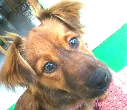 Cachorro ra a indefinida idade 2 anos nome kiara
