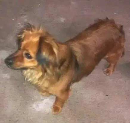 Cachorro ra a indefinida idade 2 anos nome kiara