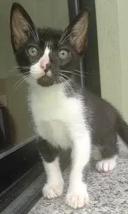 Gato raça SRD idade Abaixo de 2 meses nome s/n