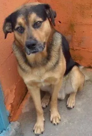 Cachorro raça MIX ROT / PASTOR idade 3 anos nome REX
