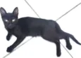 Kitty