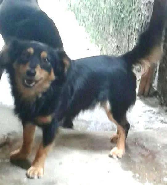 Cachorro ra a Vira-lata idade 1 ano nome Jão