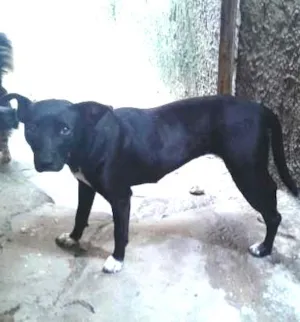Cachorro raça Vira-lata idade 1 ano nome Athena