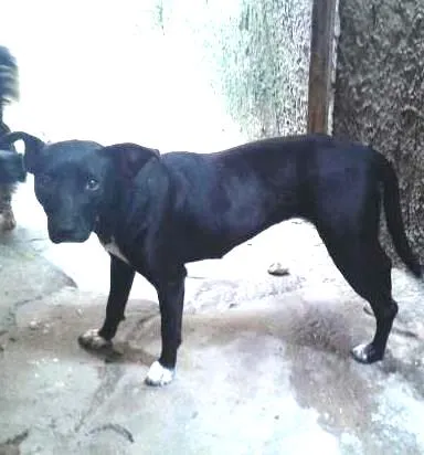 Cachorro ra a Vira-lata idade 1 ano nome Athena