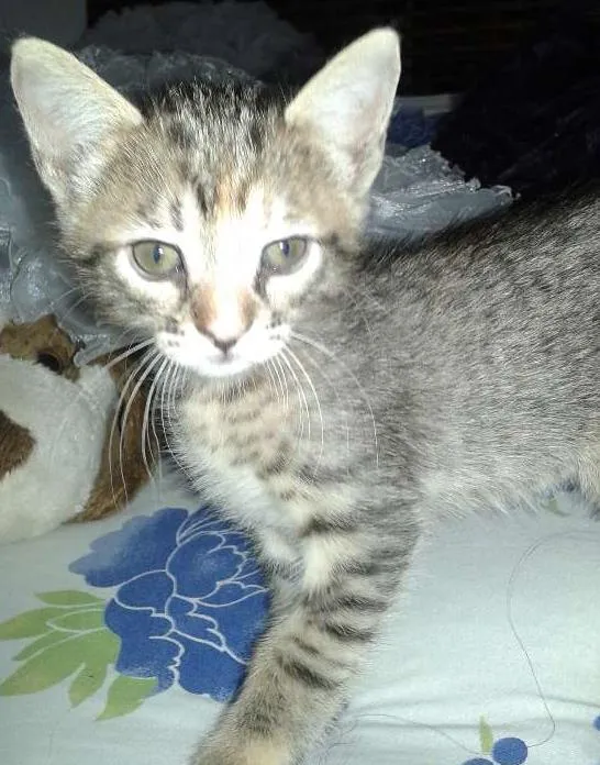 Gato ra a vira lata idade Abaixo de 2 meses nome meg