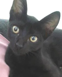 Gato raça SRD idade 2 a 6 meses nome Panteta