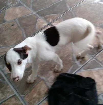 Cachorro ra a vira-lata idade 2 a 6 meses nome Mel