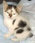 Pingo