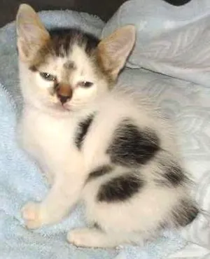Gato raça Indefinida idade Abaixo de 2 meses nome Pingo