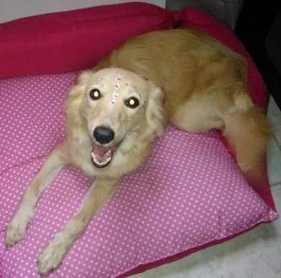 Cachorro ra a SRD idade 7 a 11 meses nome Yumi