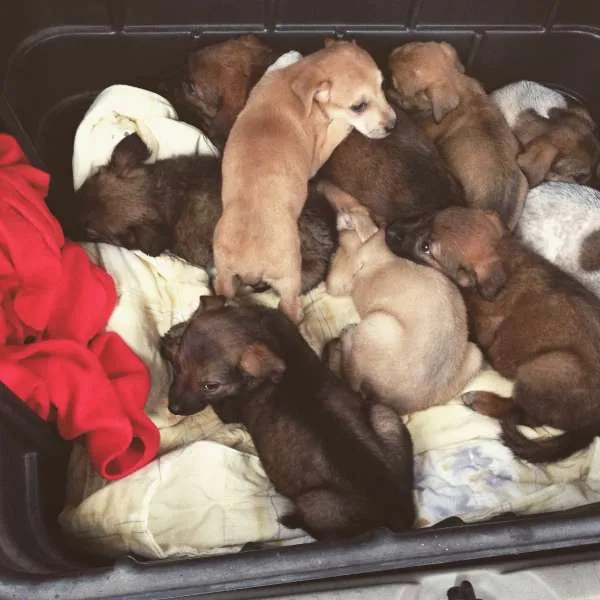 Cachorro ra a SRD idade Abaixo de 2 meses nome Filhote