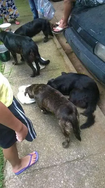 Cachorro ra a SRD idade 2 anos nome abandonados