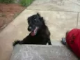 abandonados