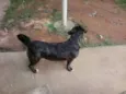 abandonados