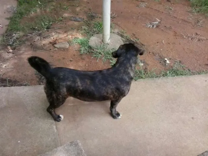 Cachorro ra a SRD idade 2 anos nome abandonados