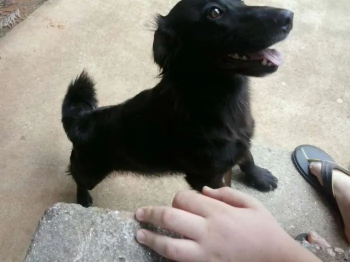 Cachorro ra a SRD idade 2 anos nome abandonados