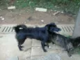 abandonados