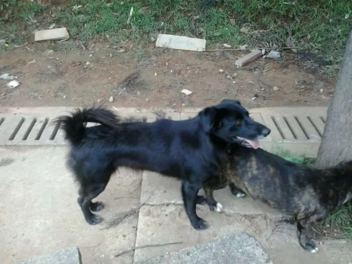 Cachorro ra a SRD idade 2 anos nome abandonados