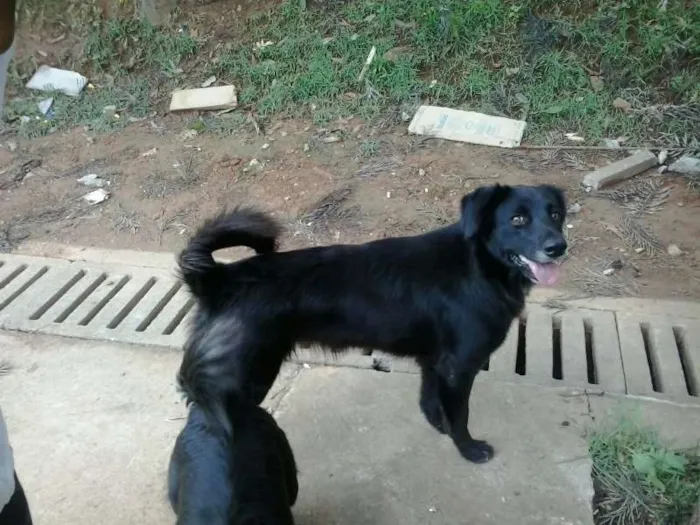 Cachorro ra a SRD idade 2 anos nome abandonados