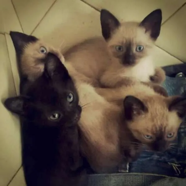 Gato ra a Siamês idade 2 a 6 meses nome Gatinhos