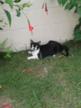 Tico