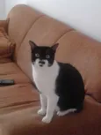 Tico