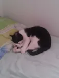 Tico