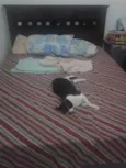 Tico