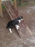 Tico